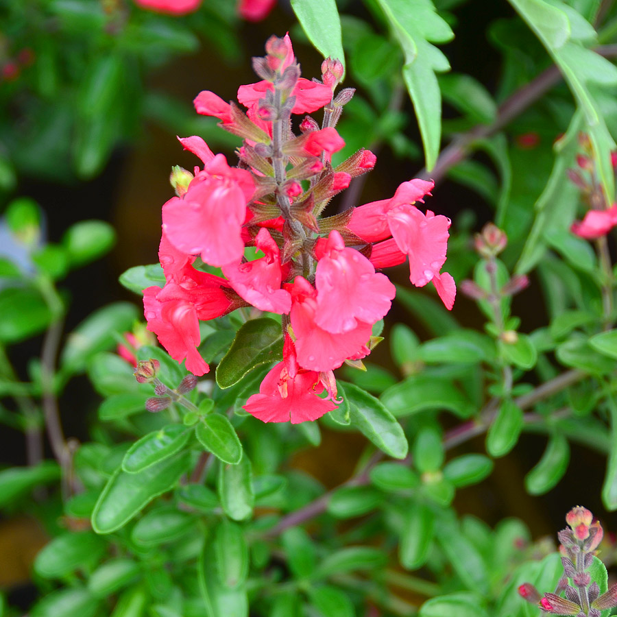 Salvia Suncrest 'Fire Dancer'