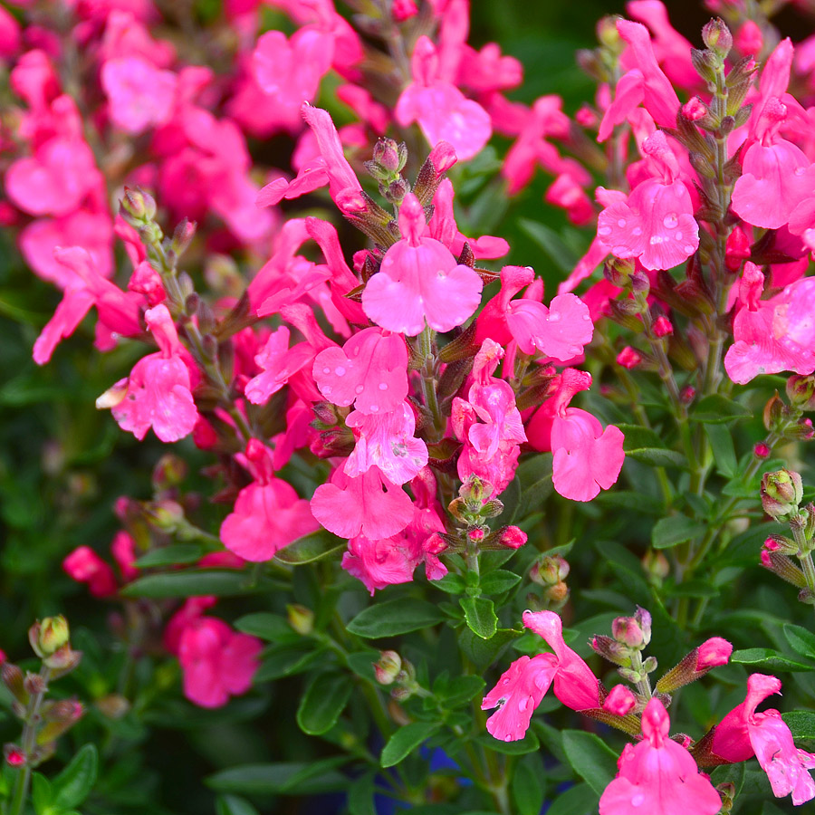 Salvia Suncrest 'Flamenco Rose'