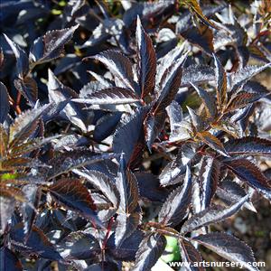 Sambucus nigra 'Black Beauty'