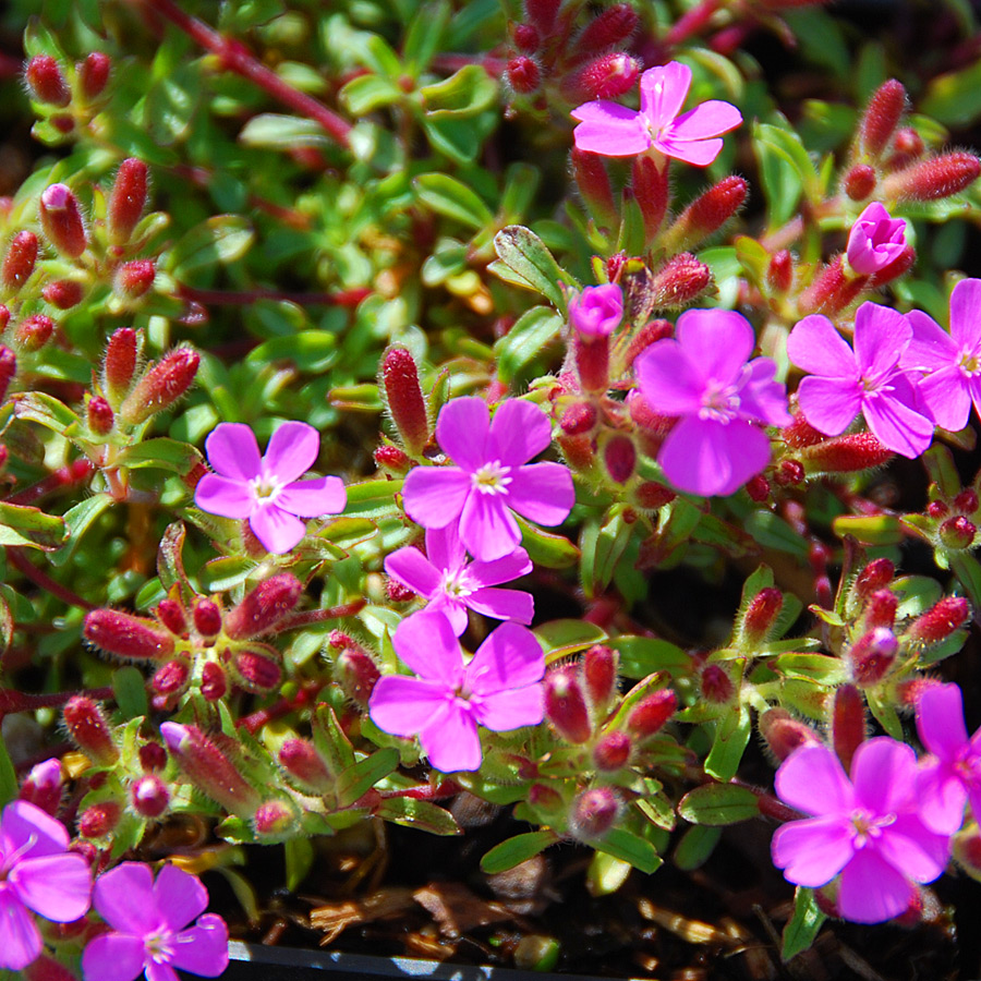 Saponaria ocymoides rubra compacta