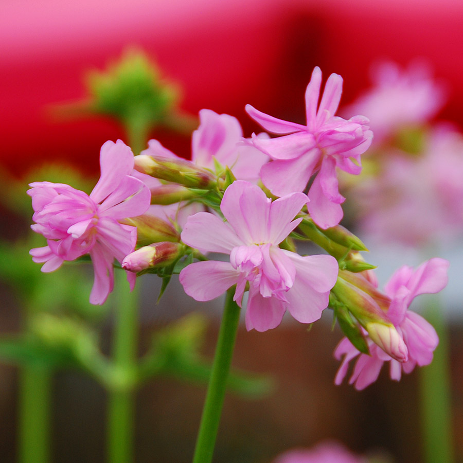 Saponaria officinalis 'Rosea Plena'