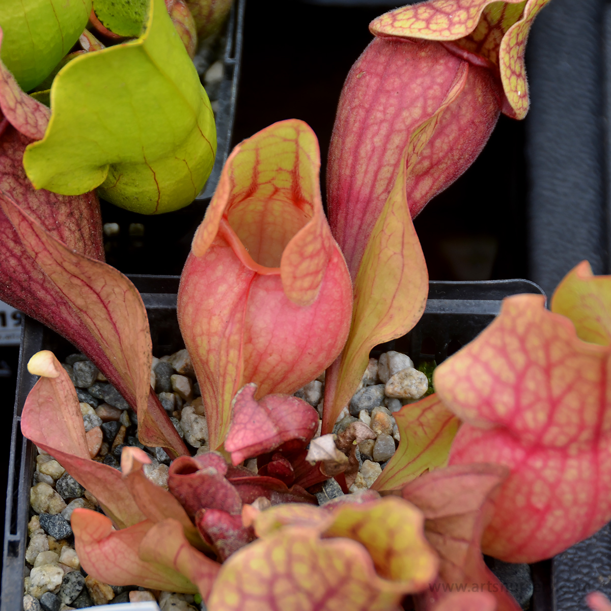 Sarracenia purpurea