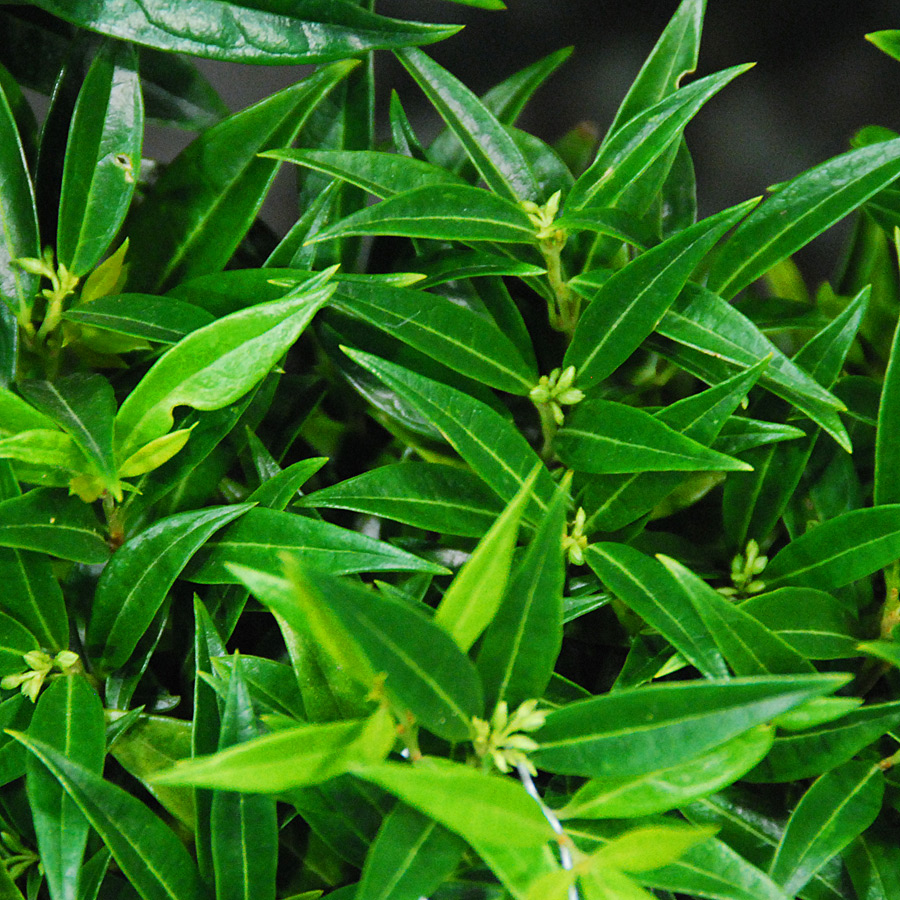 Sarcococca humilis 'Sarsid 1'