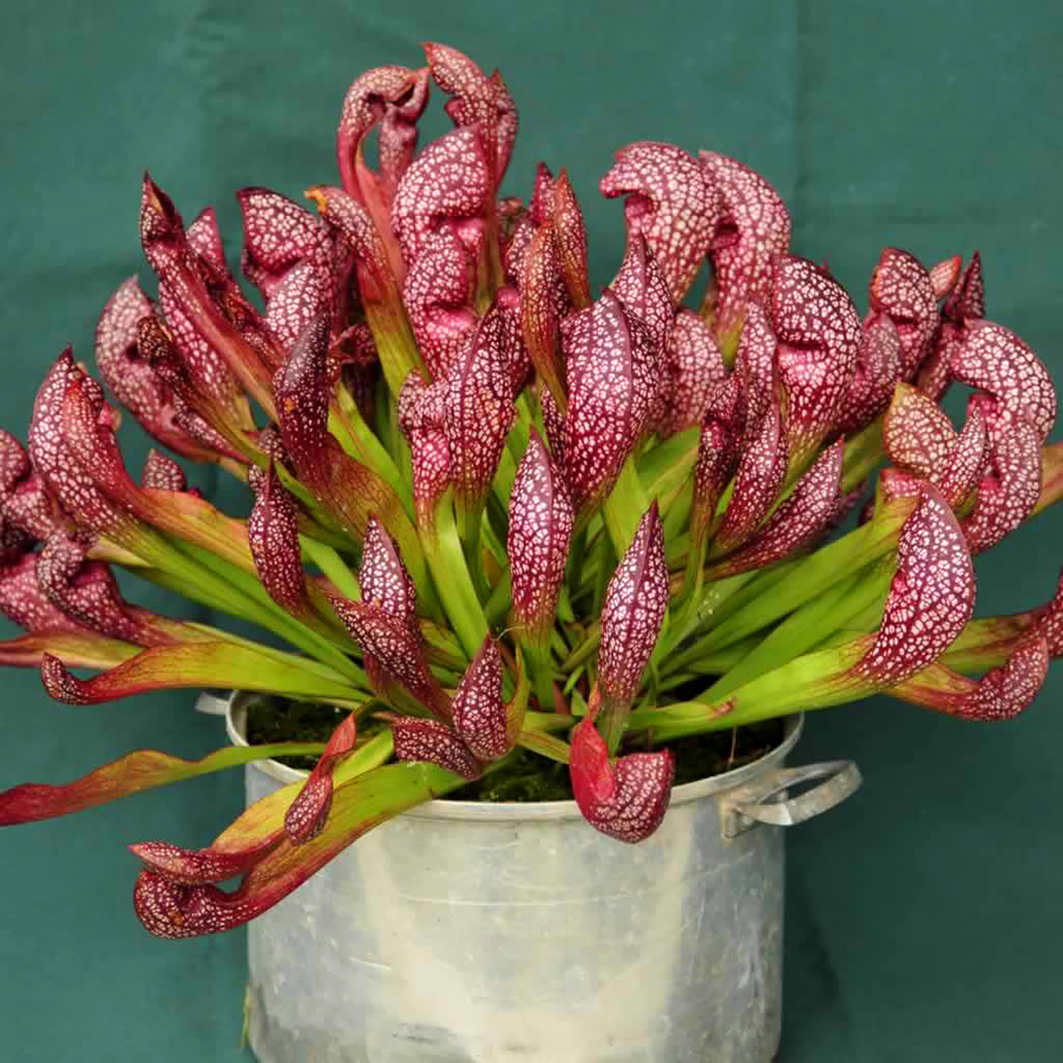 sarracenia_scarlet_belle2.jpg