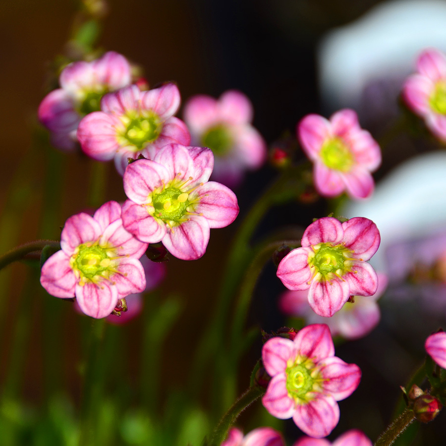 Saxifraga 'Purple Robe'