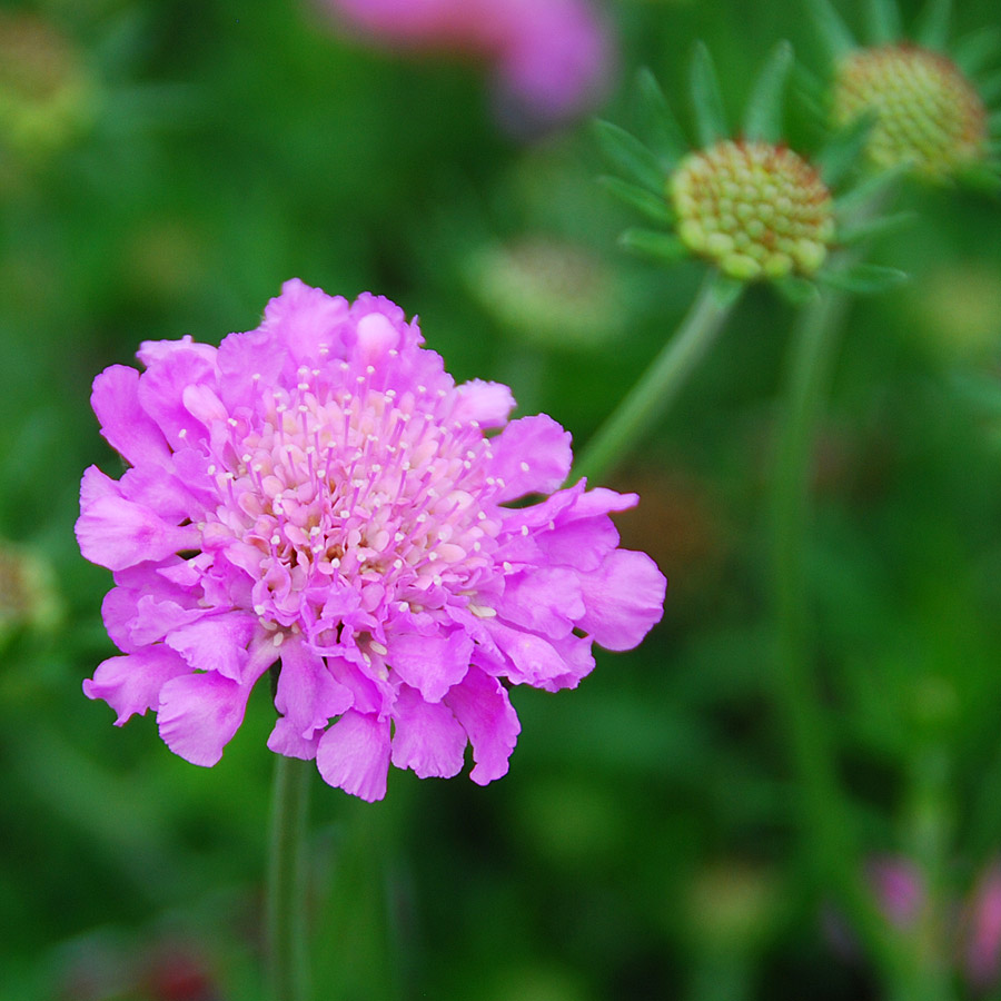 Scabiosa 'Pink Mist'