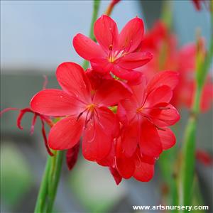 Schizostylis coccinea Red