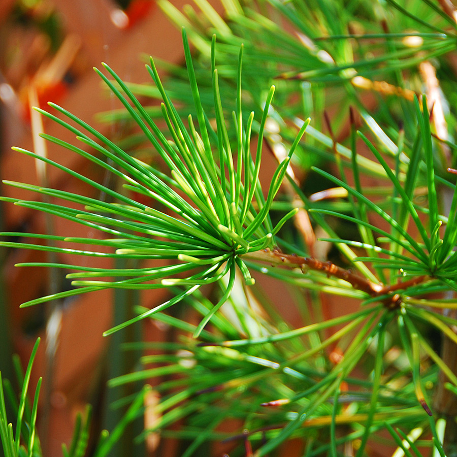 Sciadopitys verticillata