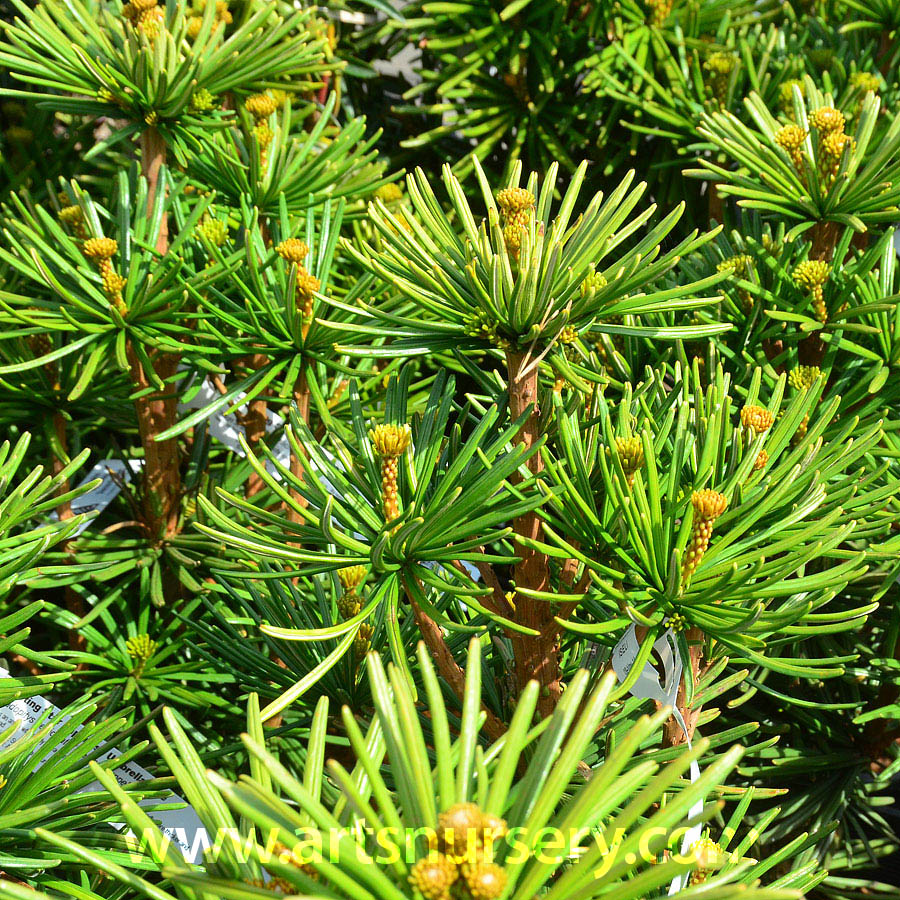 Sciadopitys Verticillata Sternschnuppe At Arts Nursery