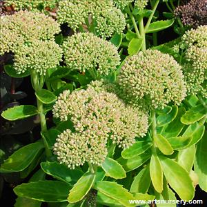 Sedum 'Autumn Fire'