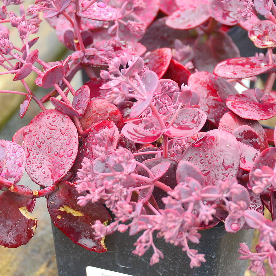 Sedum 'Cherry Tart'