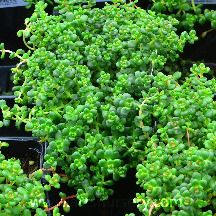 Sedum divergens