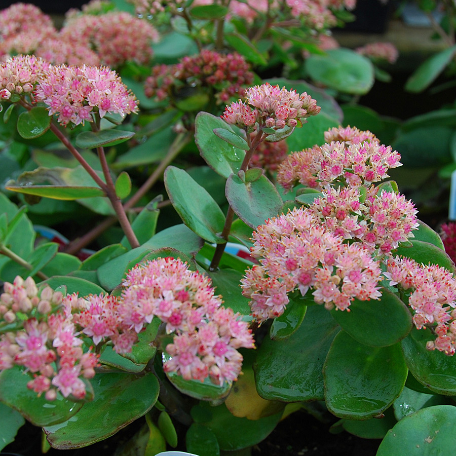 Sedum 'Matrona'