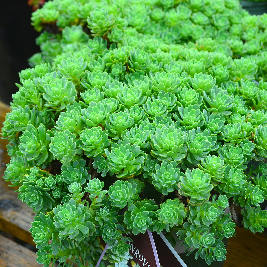 Sedum pachyclados