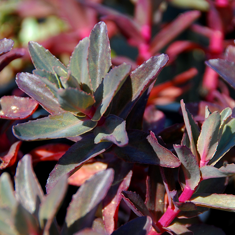 Sedum 'Purple Emperor'