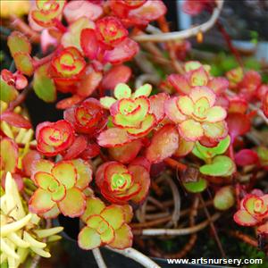 Sedum spurium 'Voodoo'