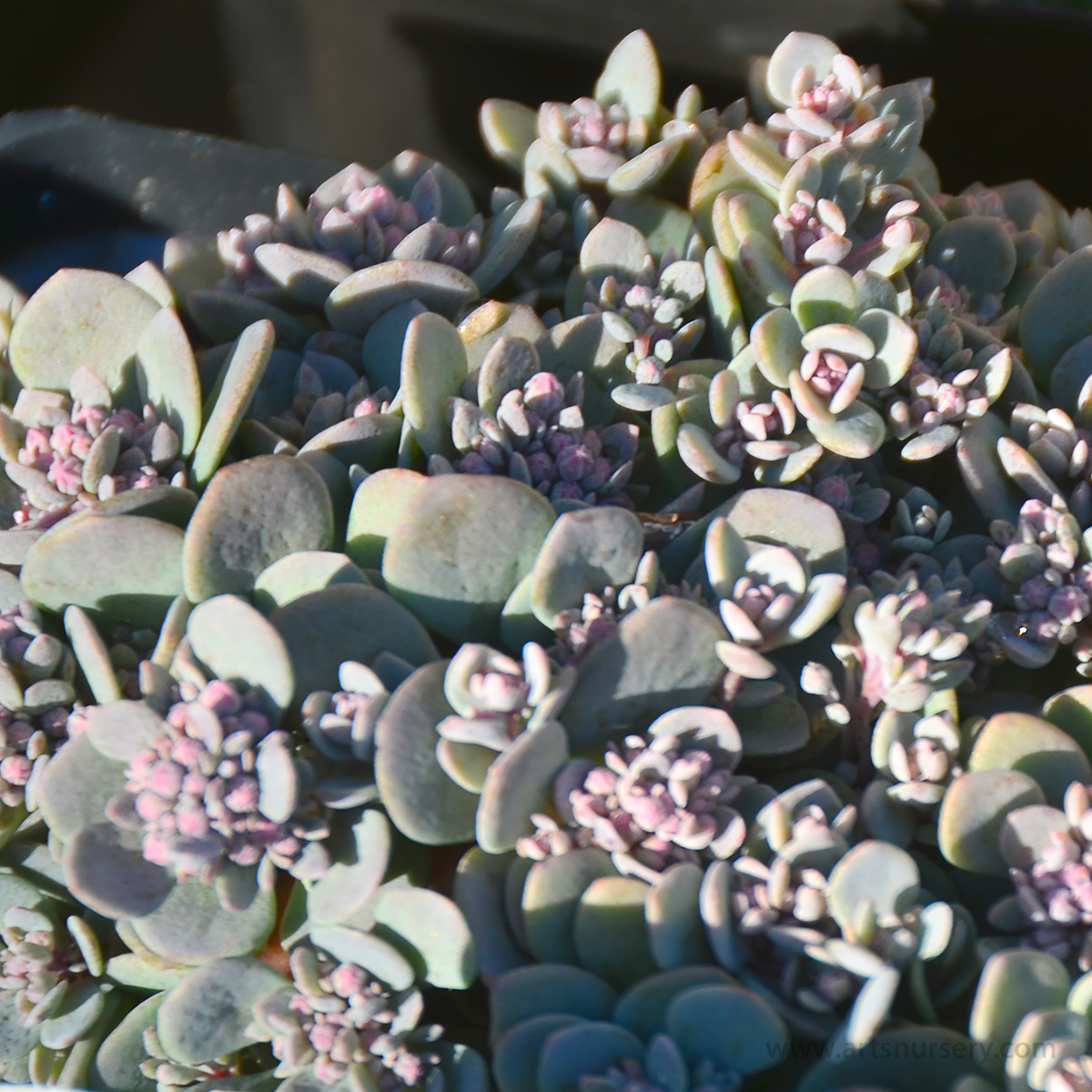 sedum_sunsparkler_blueelf.jpg