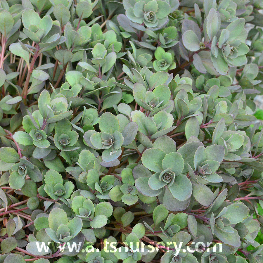 Sedum 'Razzleberry'