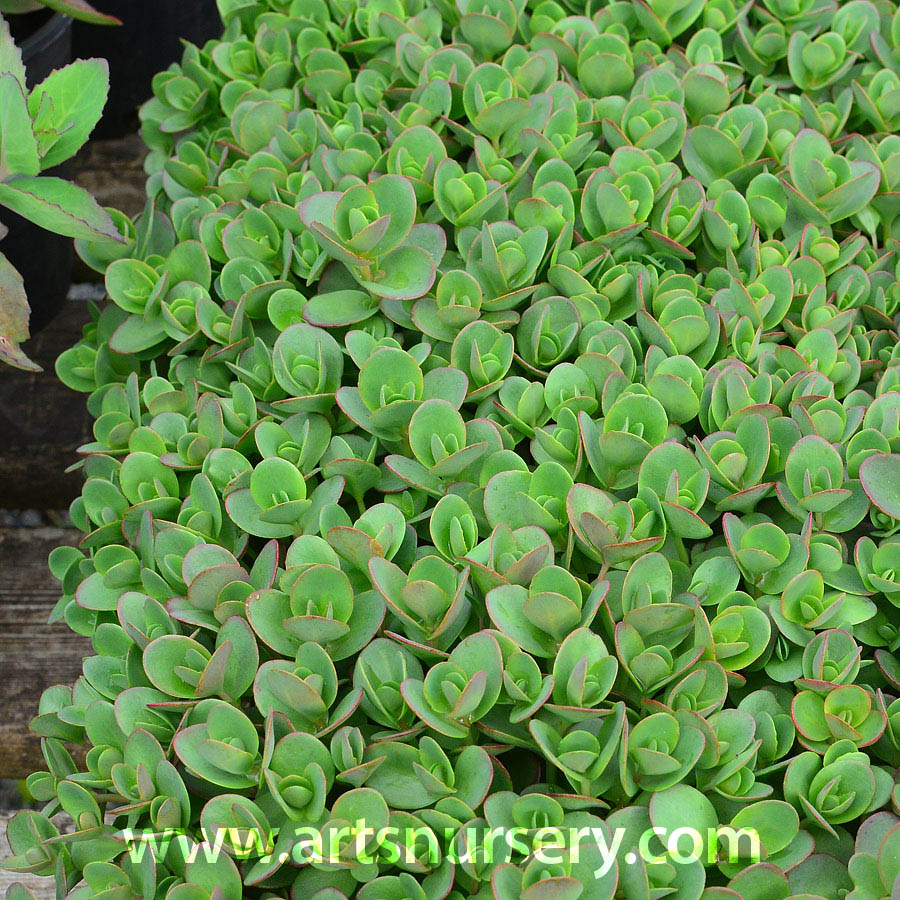 Sedum 'Lime Zinger'