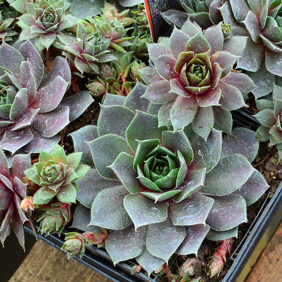 Sempervivum 'Emerald Empress'