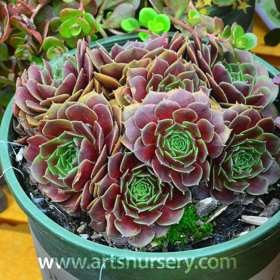 Sempervivum 'Rubikon'