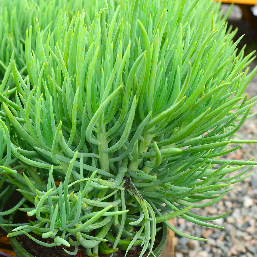 Senecio vitalis 'Serpents'