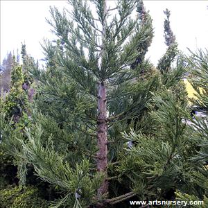 Sequoiadendron giganteum 'Powder Blue'