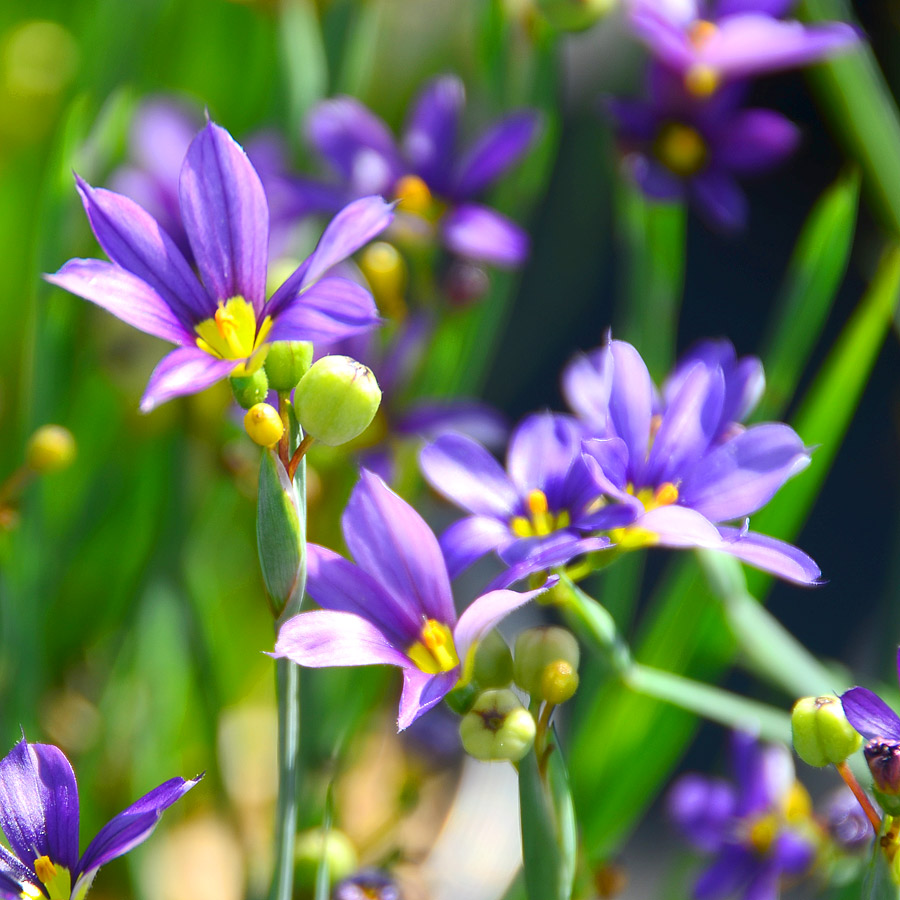 Sisyrinchium angustifolium 'Lucerne' 