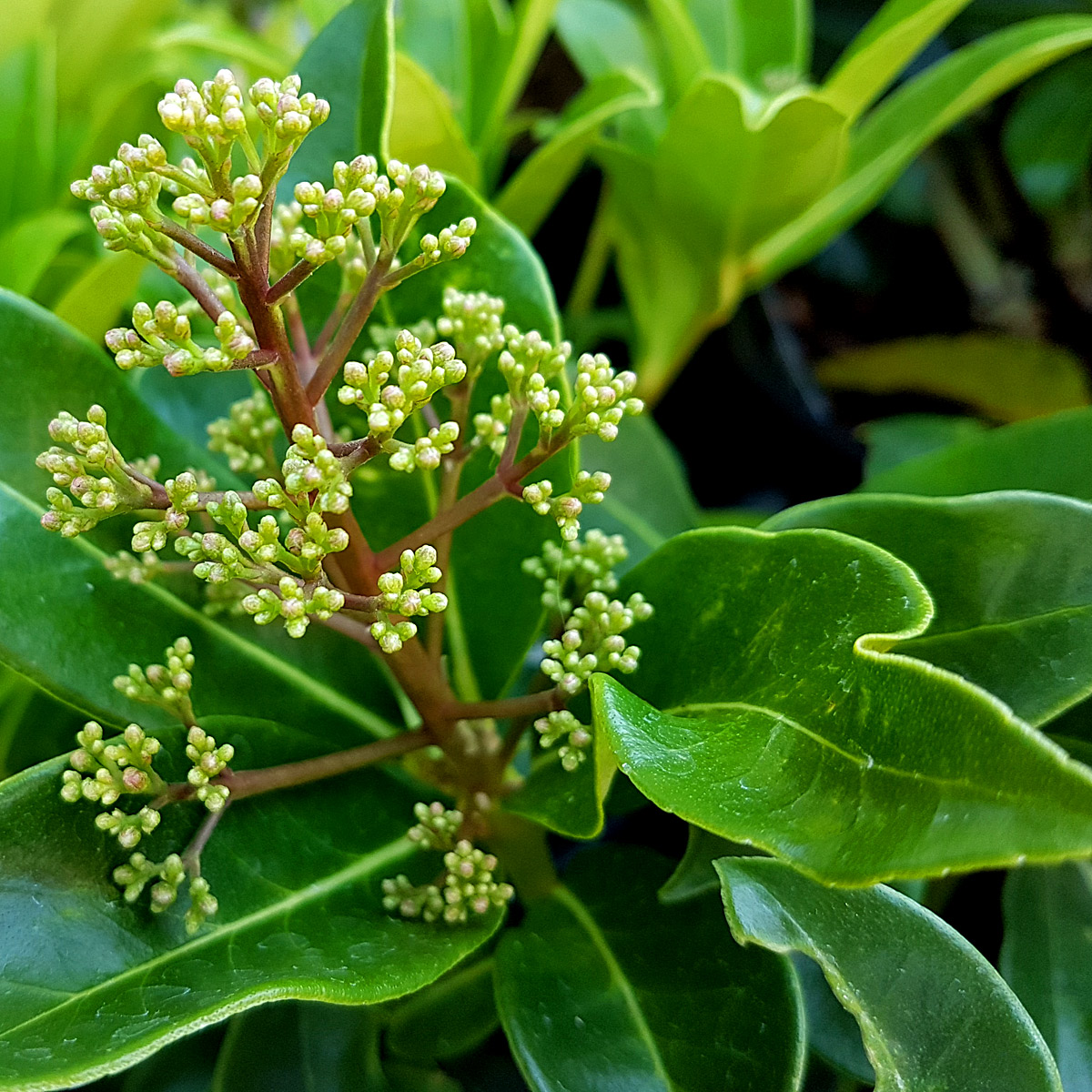 Skimmia japonica 'Fragrans'