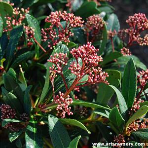 Skimmia japonica 'Reevesiana'