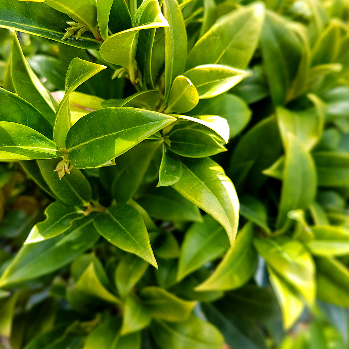 Sarcococca humilis 'Sarsid 2'