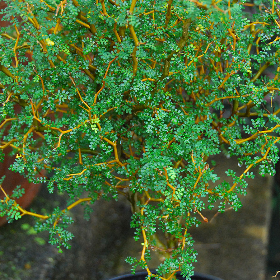 Sophora prostrata 'Little Baby'