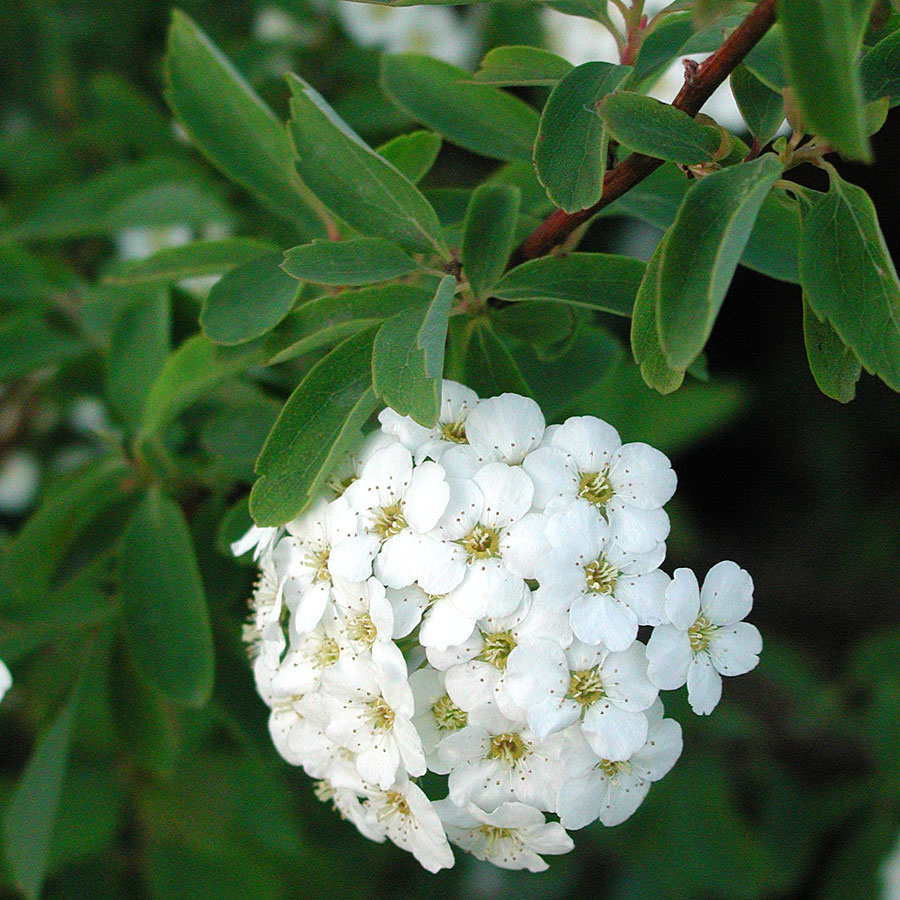 Spiraea thun.Ogon