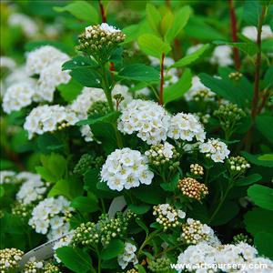 Spiraea betulifolia  'Tor'