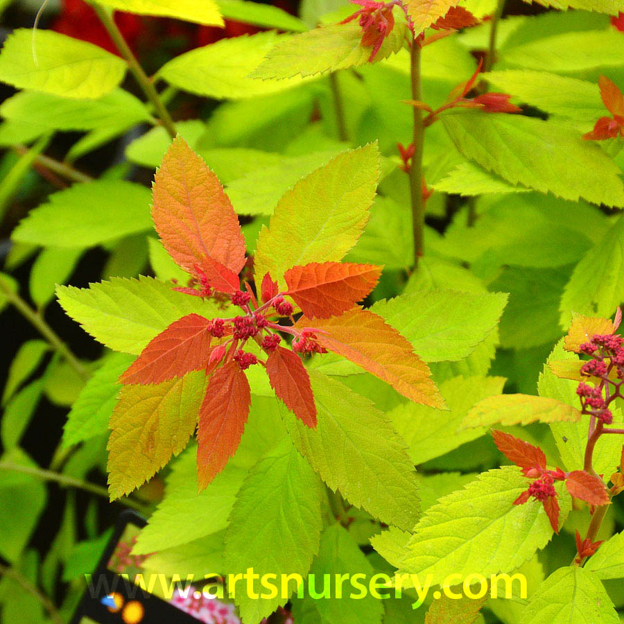 Spiraea japonica 'Tracy'