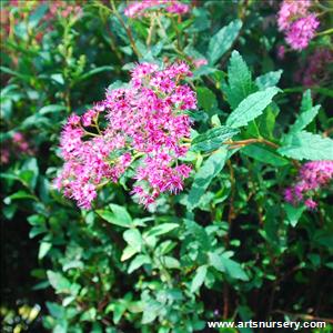 Spiraea japonica 'Neon Flash'