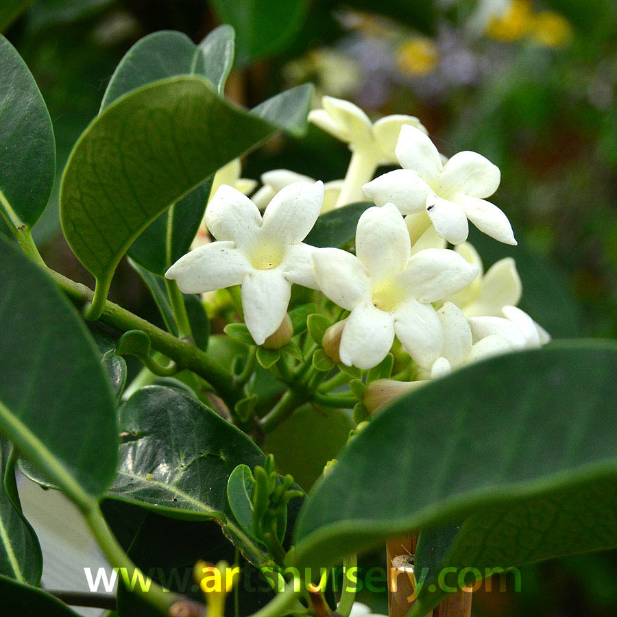 Asclepiadaceae Stephanotis floribunda