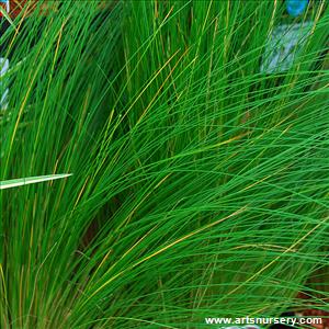 Stipa tenuissima 'Wind Whispers'