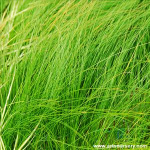 Stipa tenuissima 'Wind Whispers'