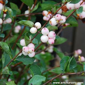 Symphoricarpos 'Charming Fantasy'