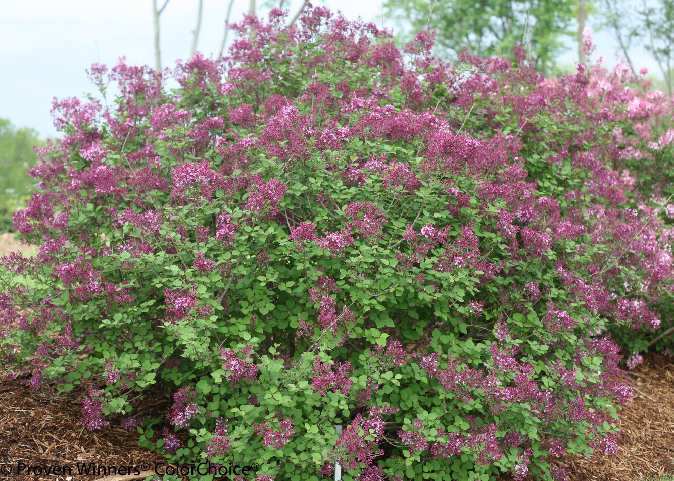 Syringa x Bloomerang Dark Purple