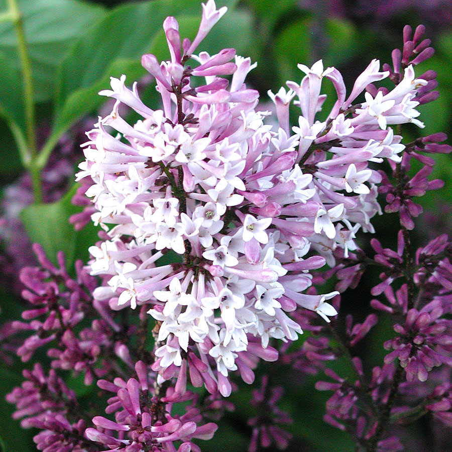 Syringa patula 'Miss Kim'