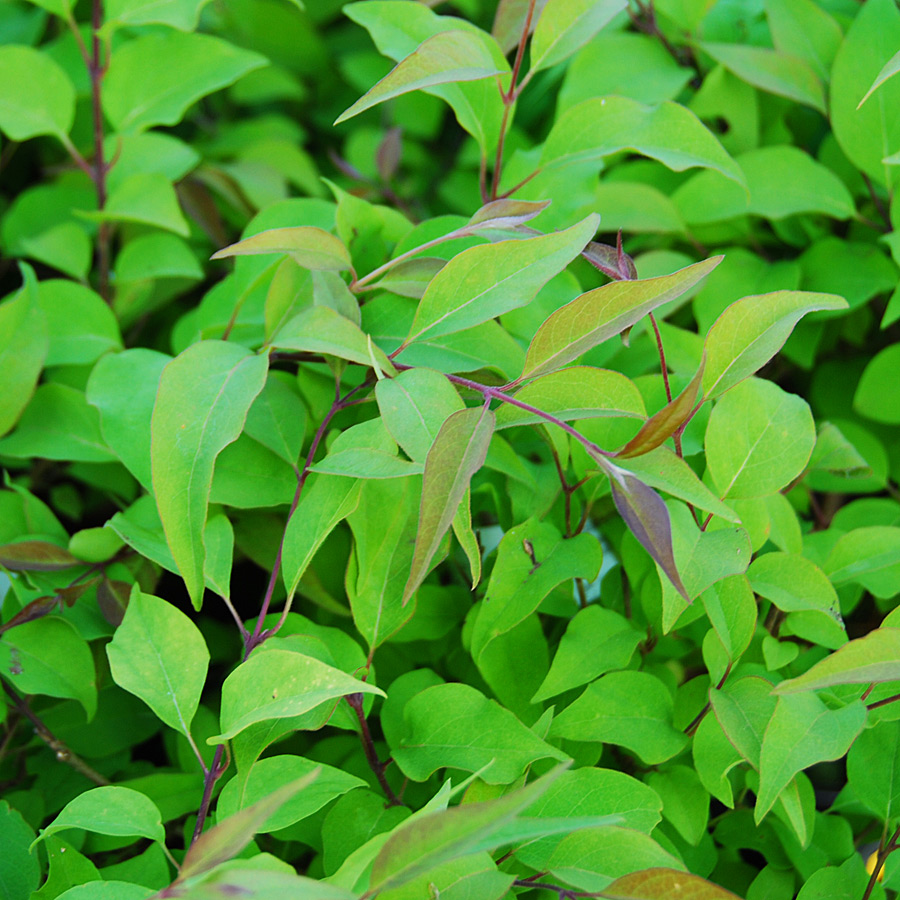 Syringa pekinensis 