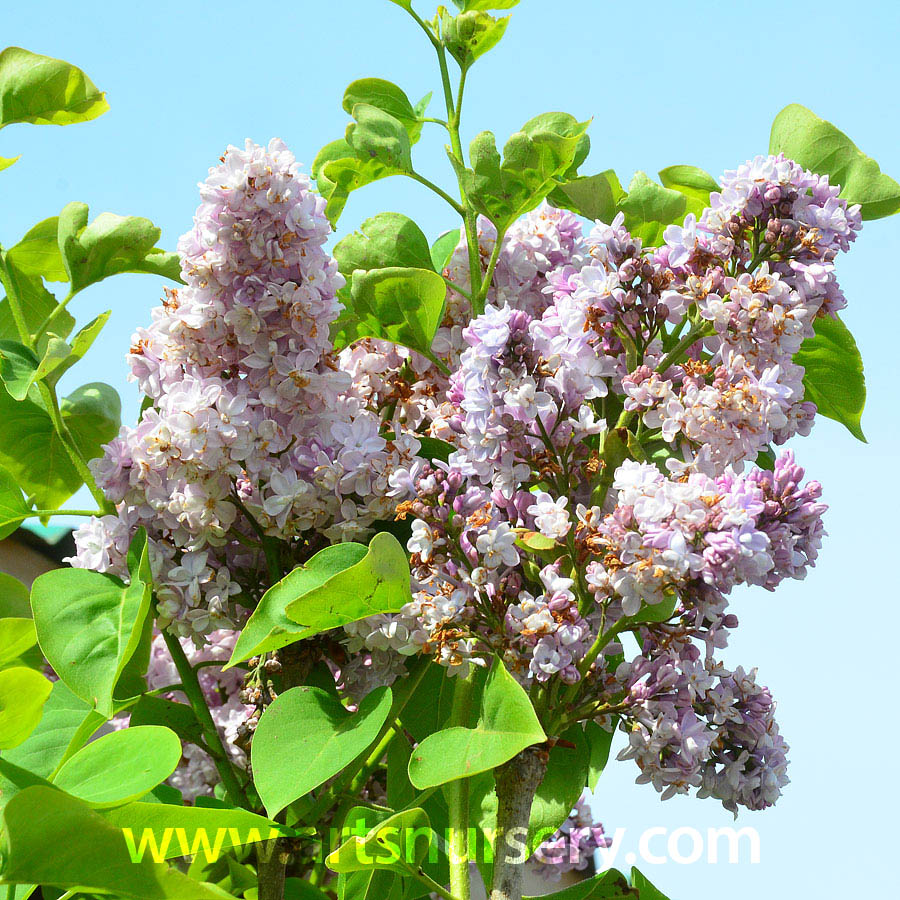 Syringa vulgaris 'Katherine Havenmeyer'