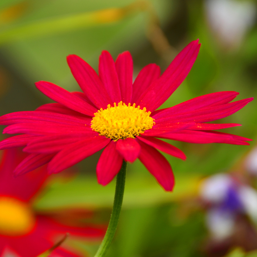 Tanacetum coccineum 'Red'