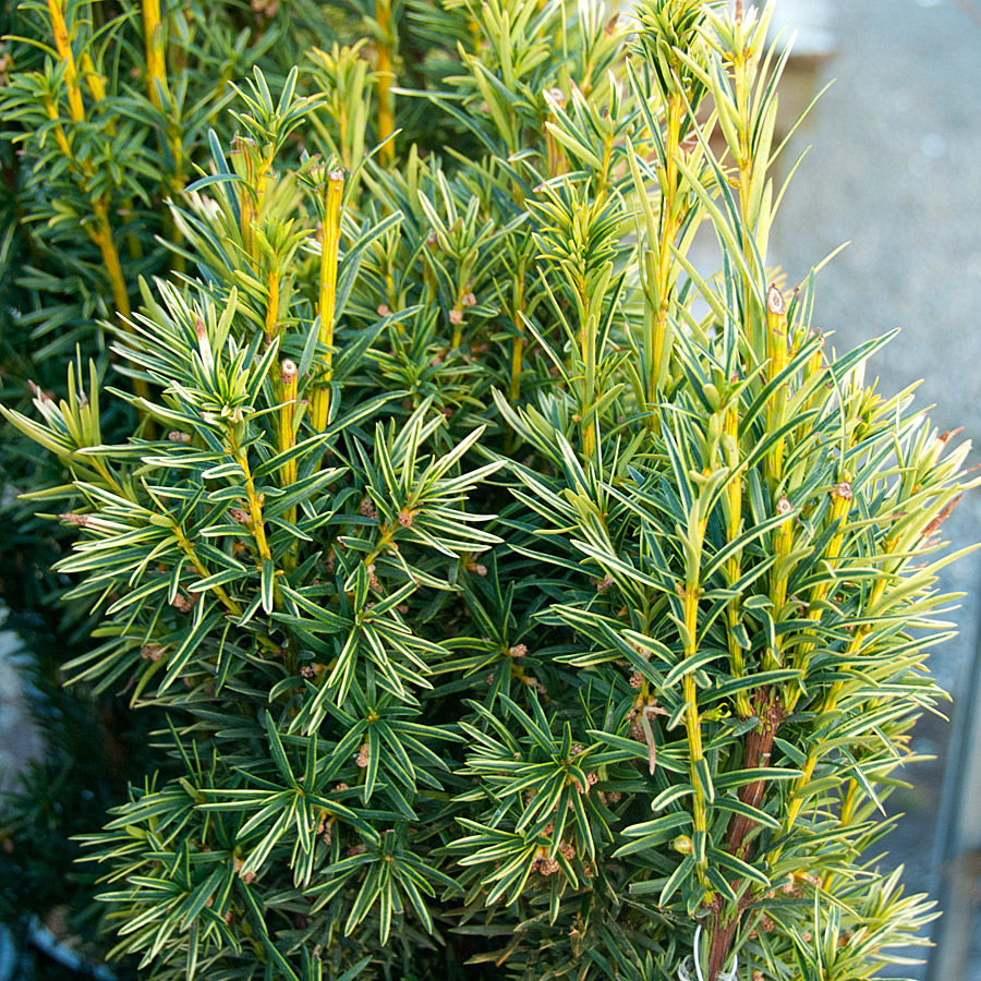 Taxus baccata fastigiata aurea