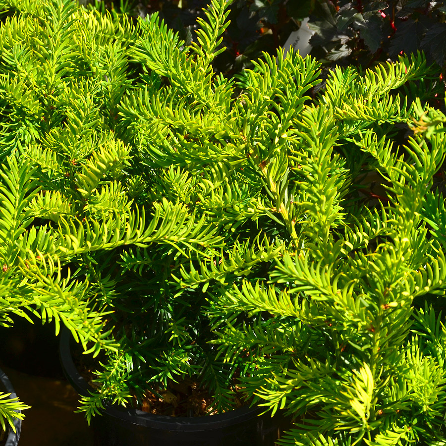 Taxus baccata repandens aurea