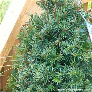 Taxus cuspidata 'Capitata'