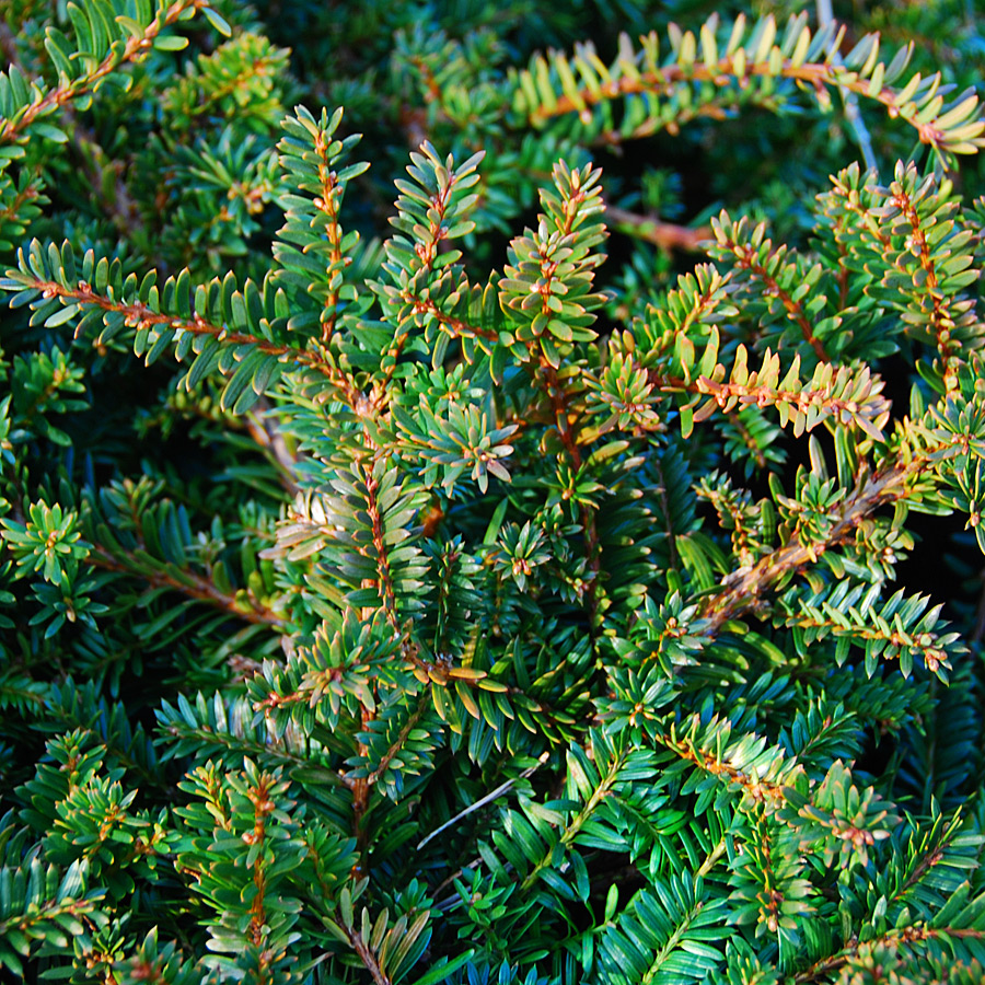 Taxus cuspidata 'Monloo' 