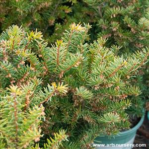 Taxus x media 'Densiformis'